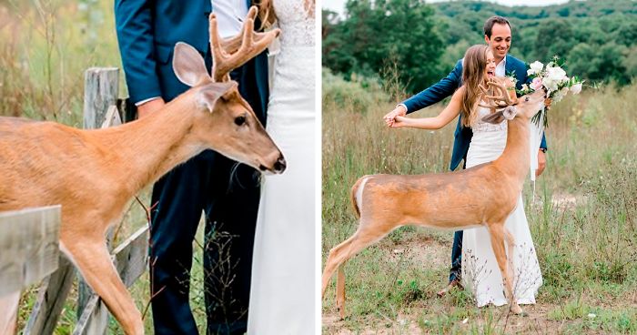Wedding Photo Shoot Gets Interrupted By A Deer, Results In 15 Funny And Adorable Pictures