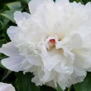 sherylsoliman avatar