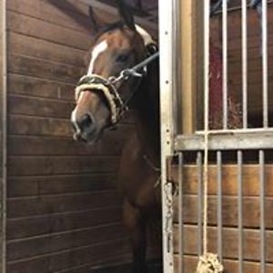 paintedstarrider avatar