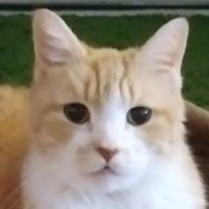 carrie_goodstein avatar