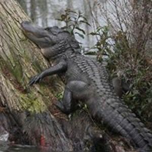 mary_illinski avatar