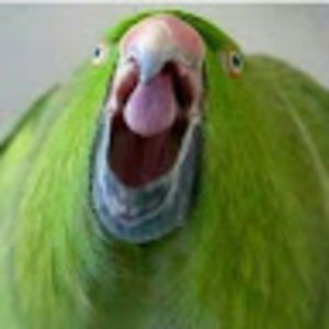 reynaldoangga avatar