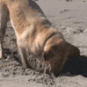 andrewhartoon avatar