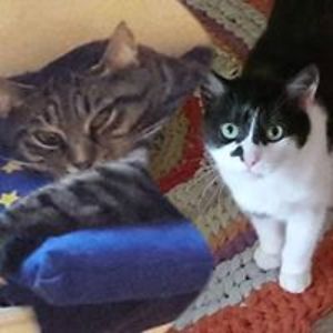 klaudiagoldstein avatar