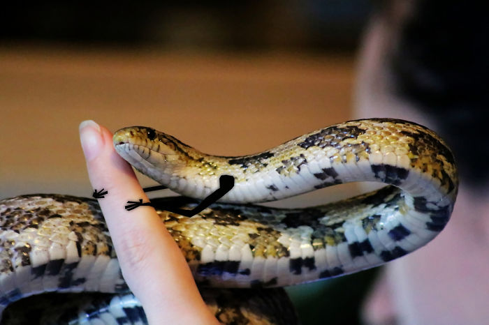 My Oldest Grandslither, Santiago, With Snarms