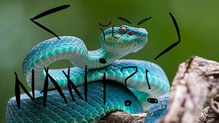 Poorly Drawn Anime Snakes Anyone?