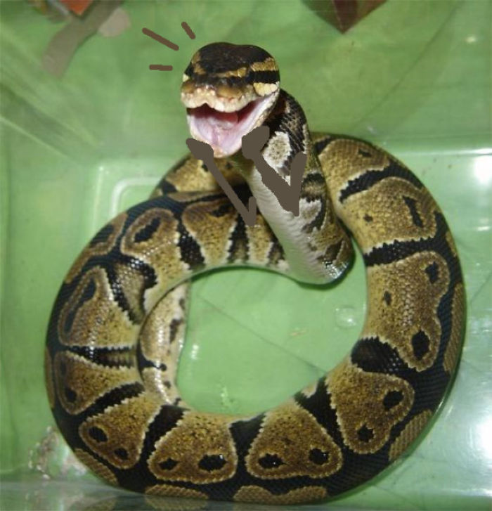 Snake Is Happy To See You!