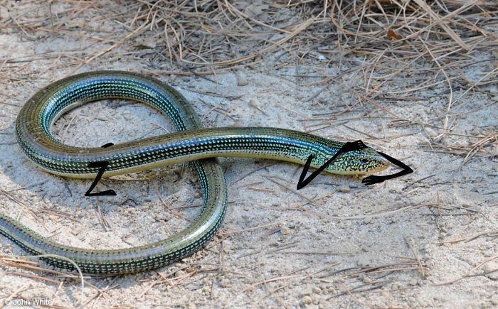 Rule Change, Liz With Legs Ok Now