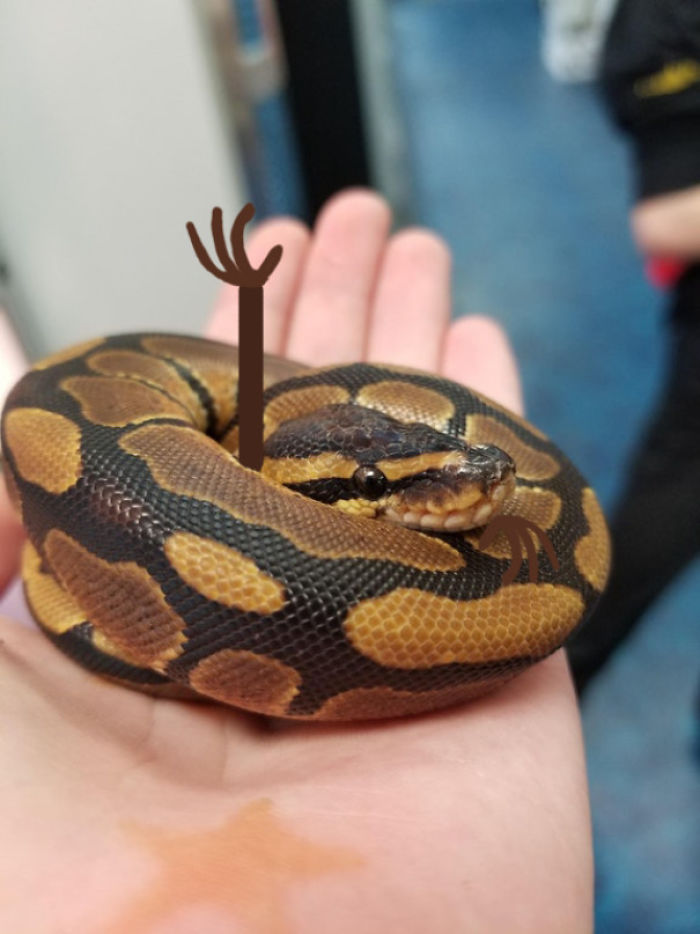 Snake Has A Question