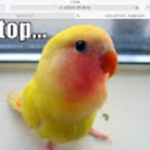 johannamueller_1 avatar