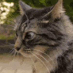 alannaburrell avatar