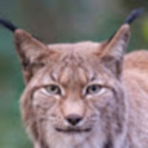 mercilangston avatar