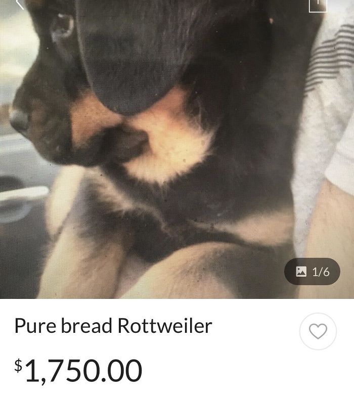 Funny-Mispronounce-Words-Malapropisms