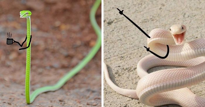 People Are Doodling On Snake Pics And The New Scenarios Are Hilarious (30 Pics)