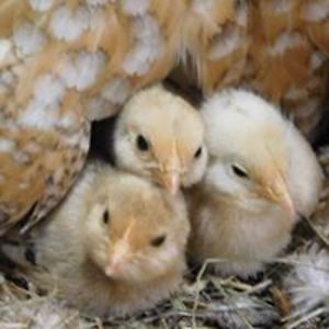 orchidbiochem avatar