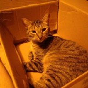 ariannamowens avatar