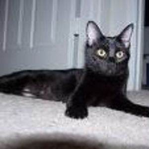 leewalker1955 avatar