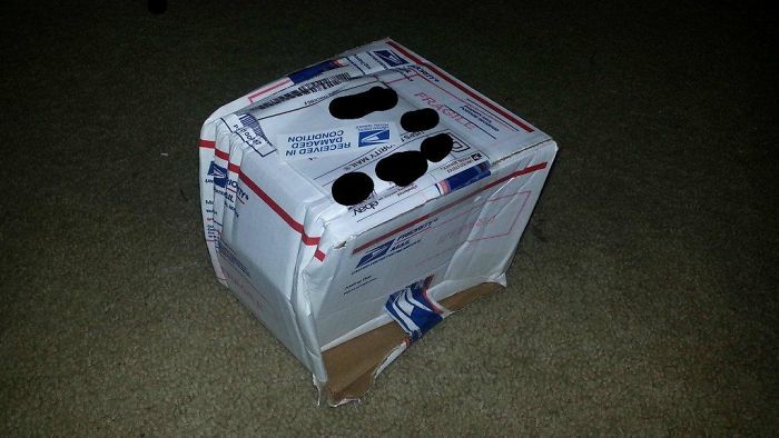 Evidently Ace Ventura Delivers My Mail