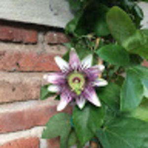 kathleenchaffin avatar