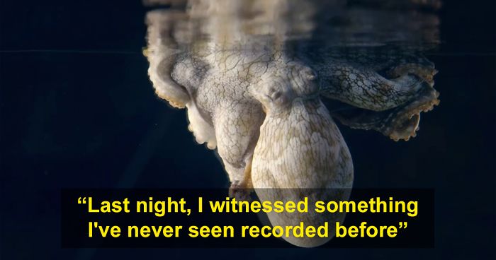 Someone Films This Octopus Changing Colors While Dreaming And It’s Spectacular