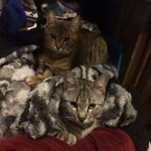 rhystepeshhellkiteprince avatar