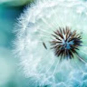 alyciaroblero avatar