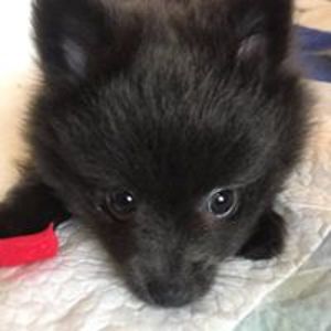 wovendreamsfarm avatar