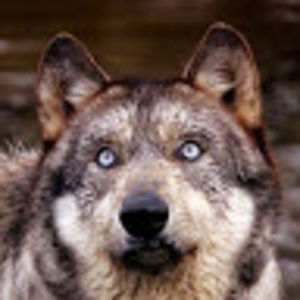 stephanymiller avatar