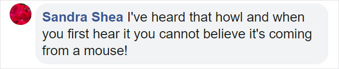 Meet The Most Hardcore Mice You&rsquo;ve Ever Seen That Hunt Scorpions And Howl At The Moon