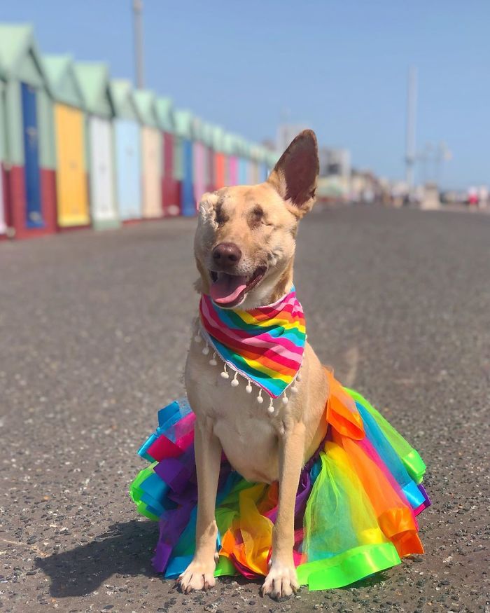 After Being Shot 17 Times, A Pregnant Dog Survives, Finds Forever Home, And Becomes A Registered Therapy Dog After Being Shot 17 Times, A Pregnant Dog Survives, Finds Forever Home, And Becomes A Registered Therapy Dog