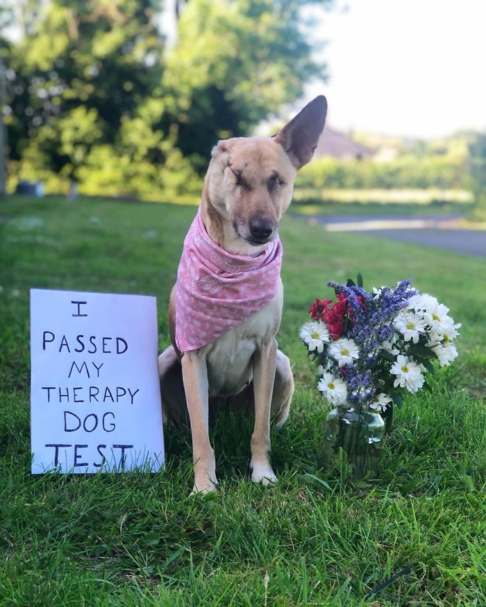 After Being Shot 17 Times, A Pregnant Dog Survives, Finds Forever Home, And Becomes A Registered Therapy Dog After Being Shot 17 Times, A Pregnant Dog Survives, Finds Forever Home, And Becomes A Registered Therapy Dog