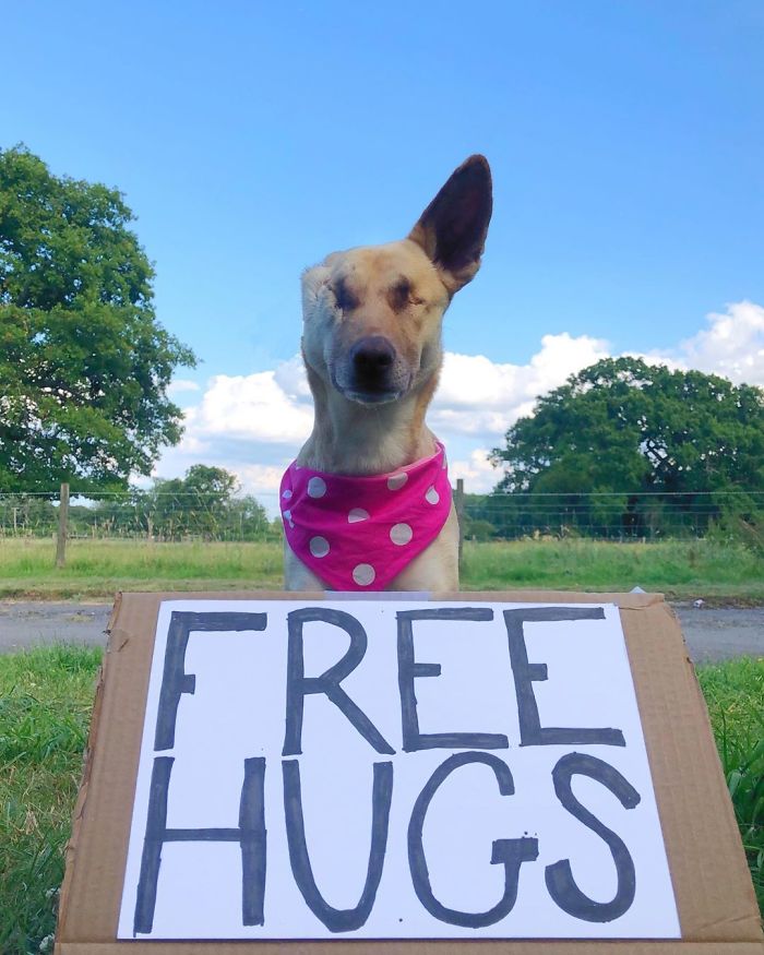 After Being Shot 17 Times, A Pregnant Dog Survives, Finds Forever Home, And Becomes A Registered Therapy Dog After Being Shot 17 Times, A Pregnant Dog Survives, Finds Forever Home, And Becomes A Registered Therapy Dog