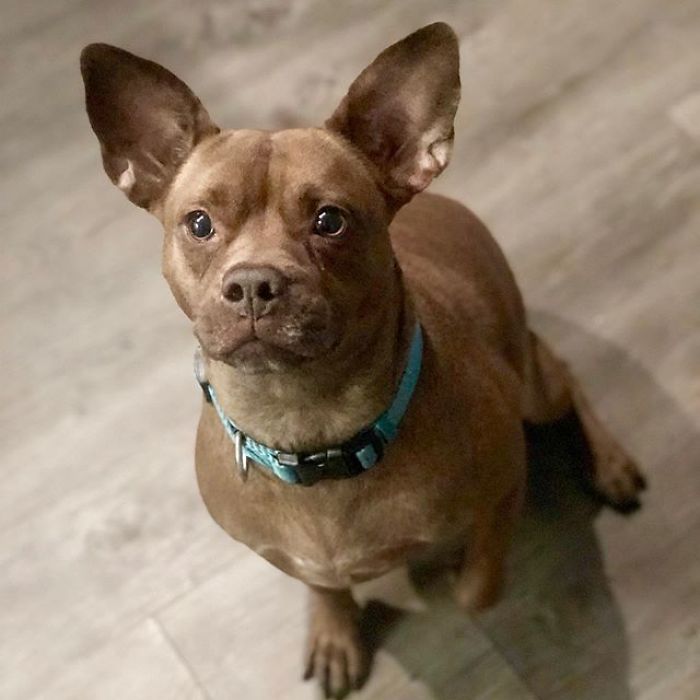 Scooby-Doo-Look-A-Likes