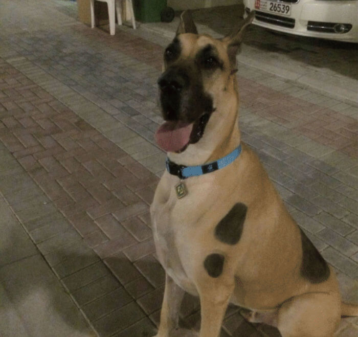 Scooby-Doo-Look-A-Likes