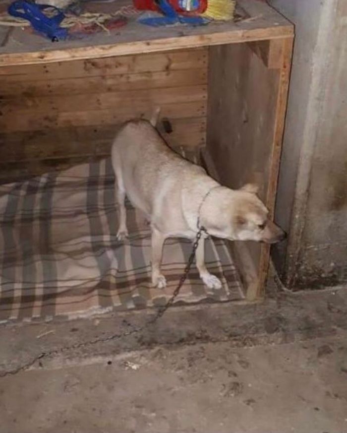 After Being Shot 17 Times, A Pregnant Dog Survives, Finds Forever Home, And Becomes A Registered Therapy Dog After Being Shot 17 Times, A Pregnant Dog Survives, Finds Forever Home, And Becomes A Registered Therapy Dog