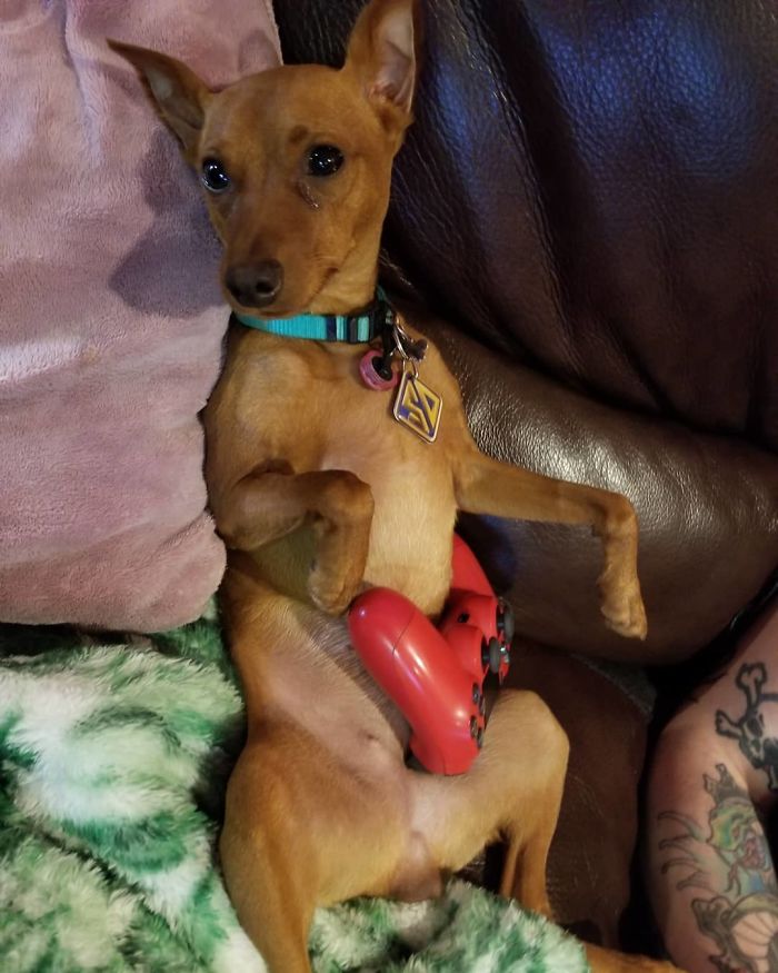 Scooby-Doo-Look-A-Likes