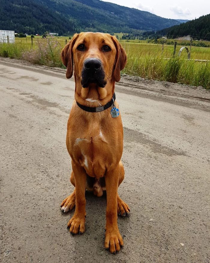 Scooby-Doo-Look-A-Likes