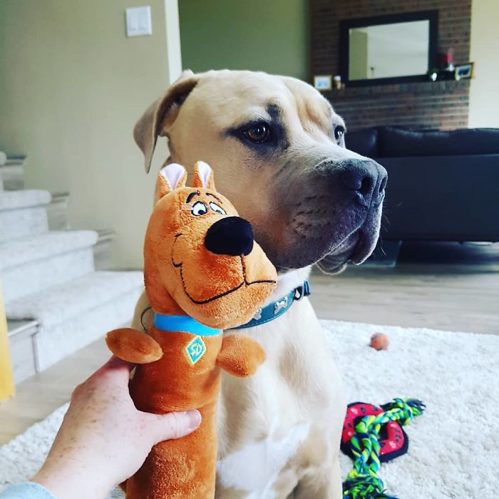 Scooby-Doo-Look-A-Likes