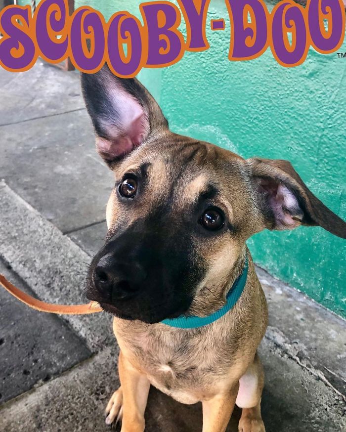 Scooby-Doo-Look-A-Likes