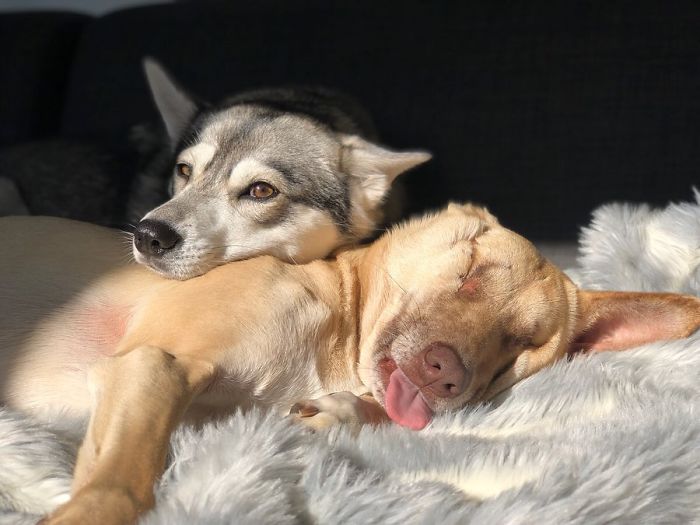 After Being Shot 17 Times, A Pregnant Dog Survives, Finds Forever Home, And Becomes A Registered Therapy Dog After Being Shot 17 Times, A Pregnant Dog Survives, Finds Forever Home, And Becomes A Registered Therapy Dog