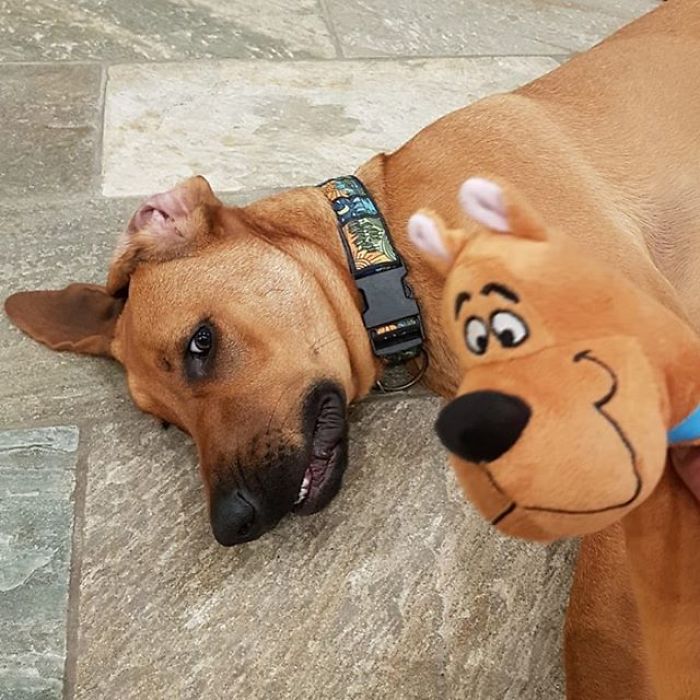 Scooby-Doo-Look-A-Likes