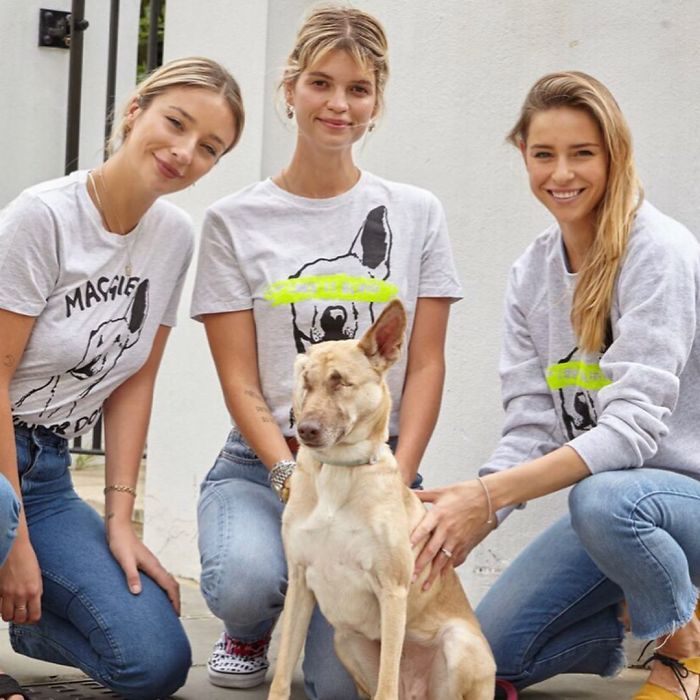 After Being Shot 17 Times, A Pregnant Dog Survives, Finds Forever Home, And Becomes A Registered Therapy Dog After Being Shot 17 Times, A Pregnant Dog Survives, Finds Forever Home, And Becomes A Registered Therapy Dog