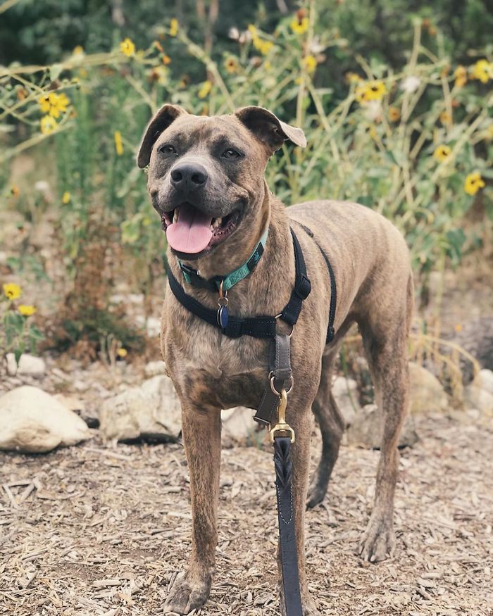 Scooby-Doo-Look-A-Likes