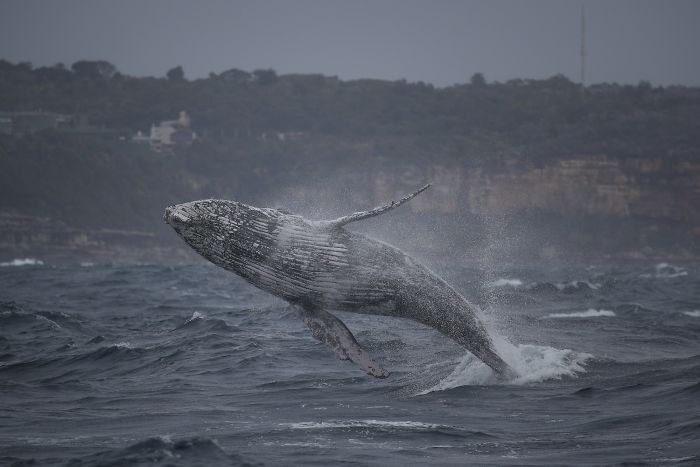 This Giant Humpback Whale Breached Out Of The Ocean, And People Watching It Probably Got Spooked Out This Giant Humpback Whale Breached Out Of The Ocean, And People Watching It Probably Got Spooked Out
