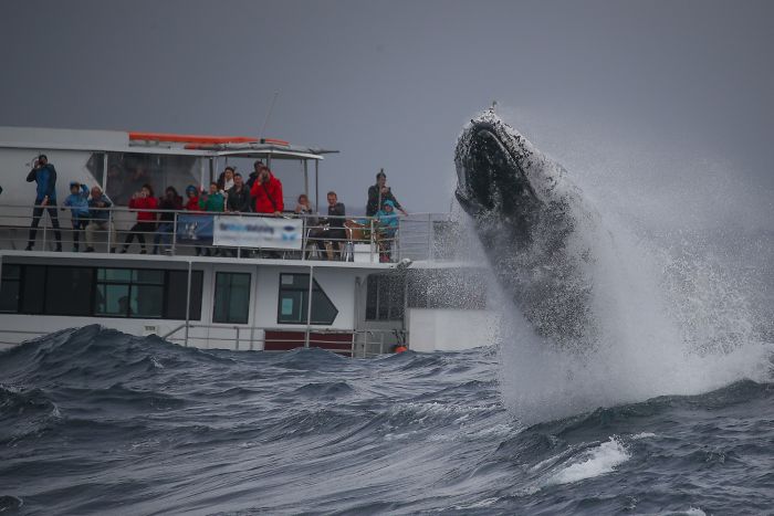This Giant Humpback Whale Breached Out Of The Ocean, And People Watching It Probably Got Spooked Out This Giant Humpback Whale Breached Out Of The Ocean, And People Watching It Probably Got Spooked Out