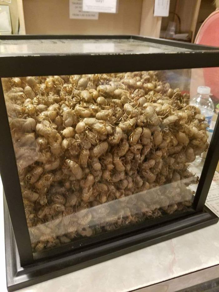 A Giant Sealed Box Of Cicada Shells. Yes, It Definitely Came Home With Me
