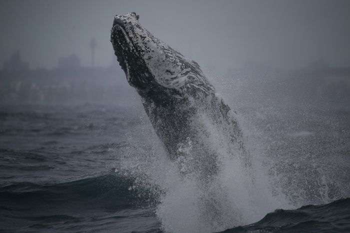 This Giant Humpback Whale Breached Out Of The Ocean, And People Watching It Probably Got Spooked Out