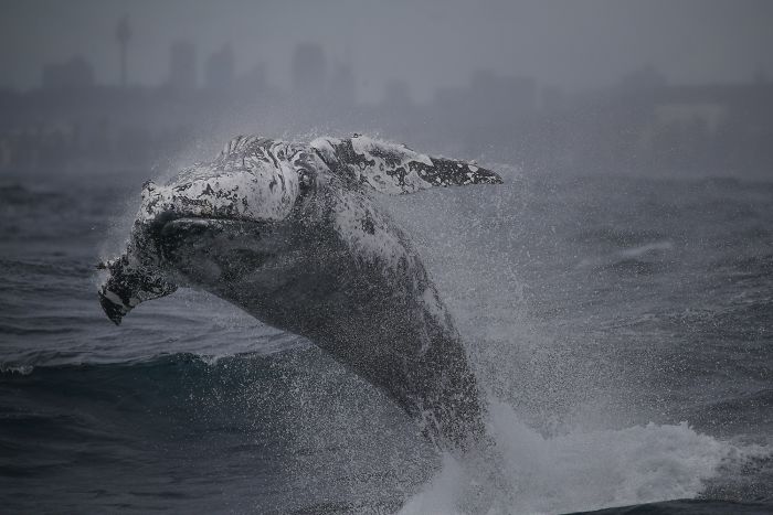 This Giant Humpback Whale Breached Out Of The Ocean, And People Watching It Probably Got Spooked Out