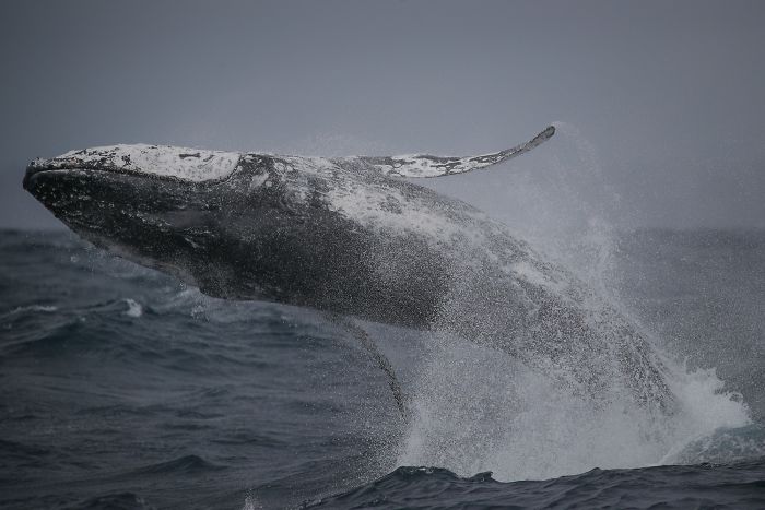 This Giant Humpback Whale Breached Out Of The Ocean, And People Watching It Probably Got Spooked Out This Giant Humpback Whale Breached Out Of The Ocean, And People Watching It Probably Got Spooked Out