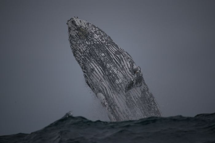 This Giant Humpback Whale Breached Out Of The Ocean, And People Watching It Probably Got Spooked Out